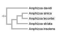 taxon links