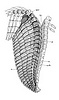 Chinianaster levyi ventral side showing schematic of oral test