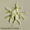 coccoid cells of Gymnochlora stellata