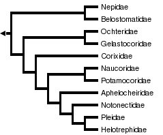 Nepomorpha tree from Rieger 1976