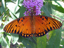 Gulf Fritillary 