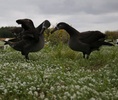 black footed albatross courtship