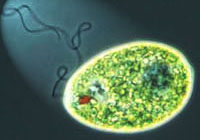 a species of Euglena (Euglenozoa, Euglenida) with its colour arising from chlorophyll b in the plastids