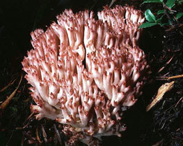 Ramaria botrytis, a coralloid form