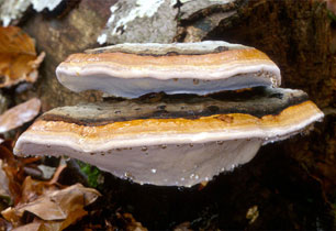 Fomitopsis pinicola, a poroid bracket fungus