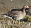 geater white-fronted goose