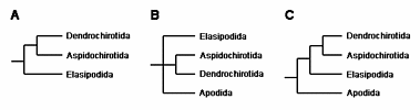 Recent hypotheses about holothuroid relationships