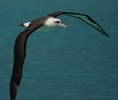 laysan albatross in flight