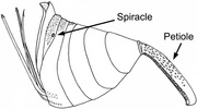 Evanioid metasoma showing spiracle number