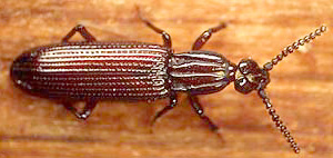 Omoglymmius hamatus