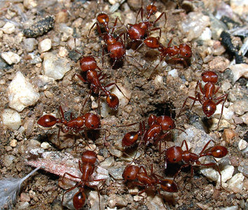 Harvester ants, Pogonomyrmex maricopa