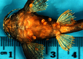 Pterobunocephalus_with_attached_embryos