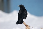 common raven