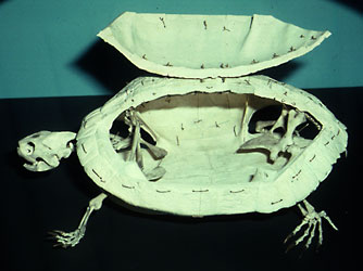 turtle skeleton