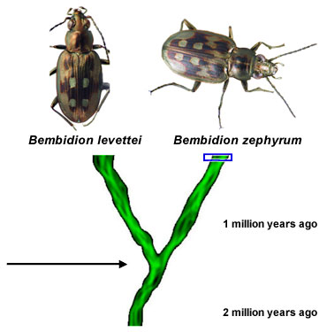 A lineage of organisms splitting in two